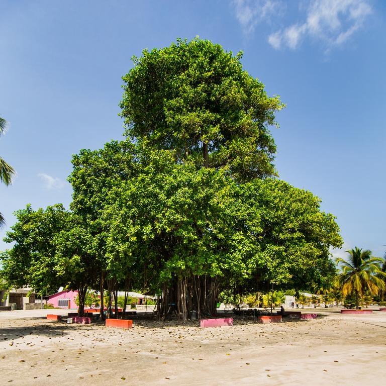 Villa Rosa Maldives Feridhoo Zewnętrze zdjęcie